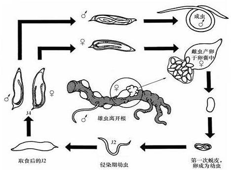 一種專治根結(jié)線蟲的微生物菌劑